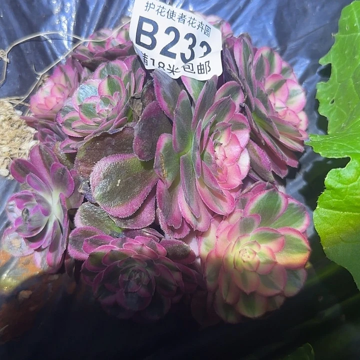 多肉法师海神朵朵
