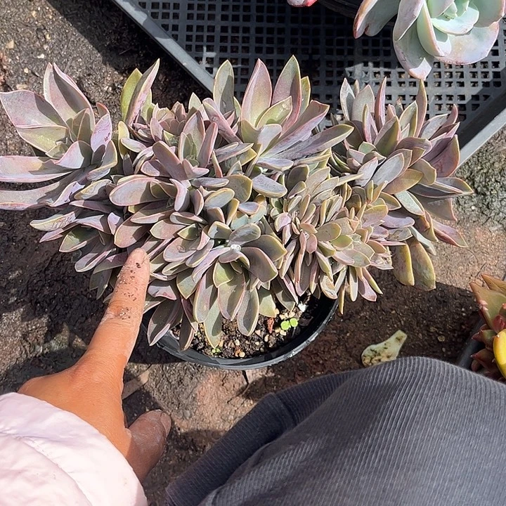 风****太妃糖缀缀化，一物一拍