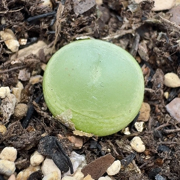 老马生石花1.3拉登1636