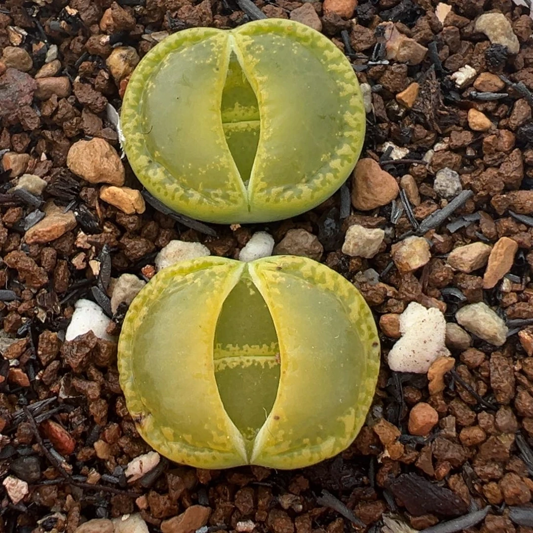 绿钻石多肉植物百科3