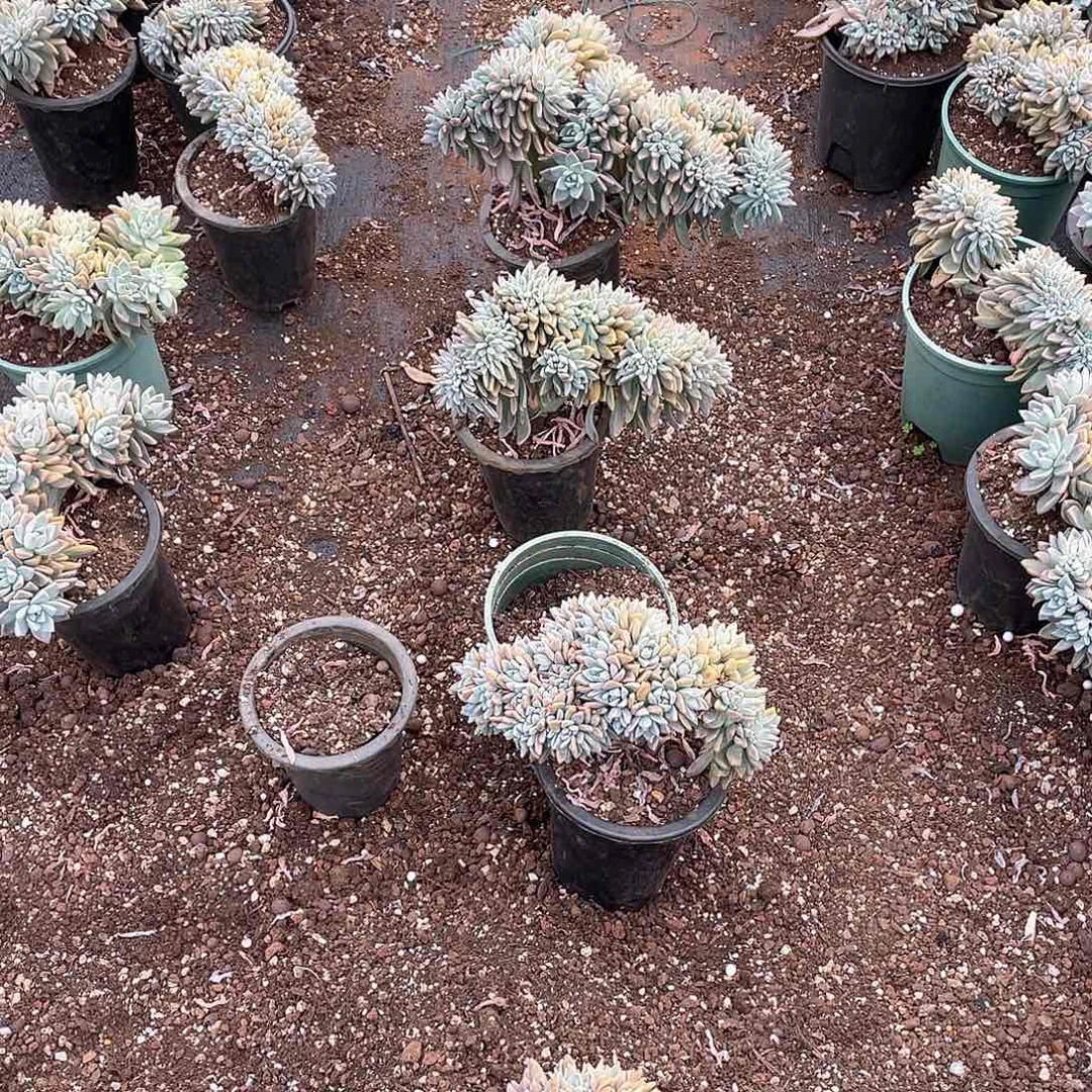 淡雪缀19.8 量拍多肉