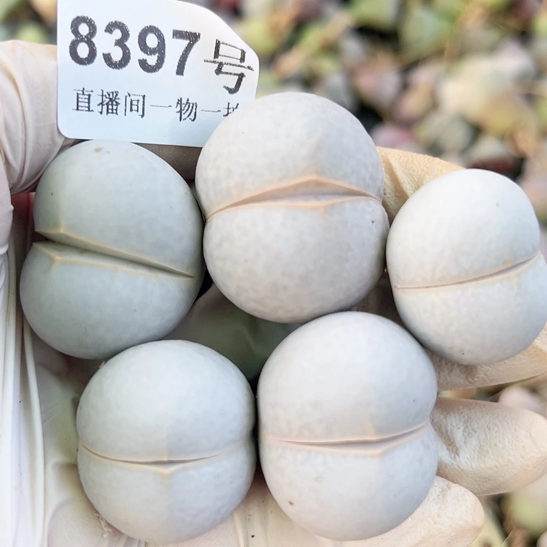 8397五年高尔夫5个2.5-3cm打包出