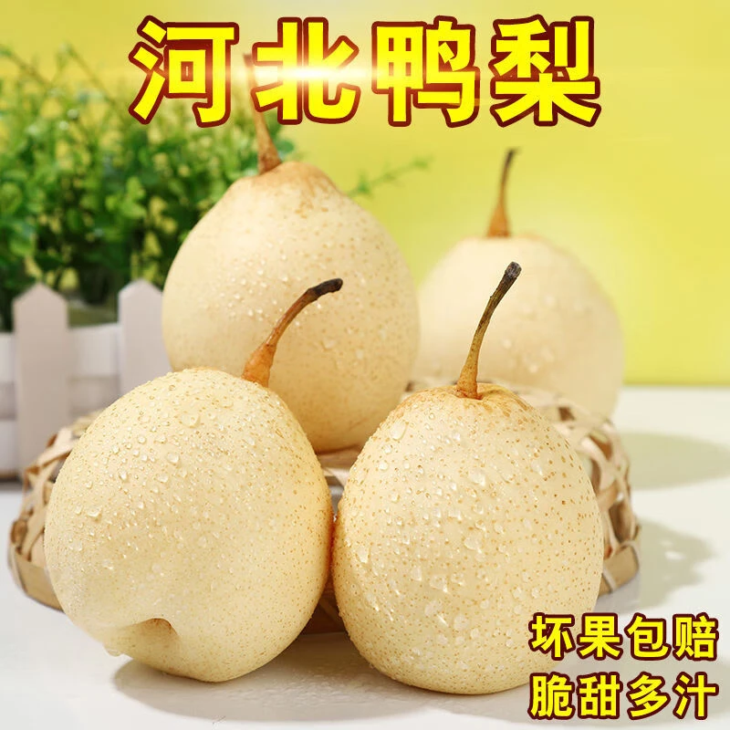 河北鸭梨当季整箱梨子新鲜水果脆甜多汁现摘现发个大皮薄3-5-9斤
