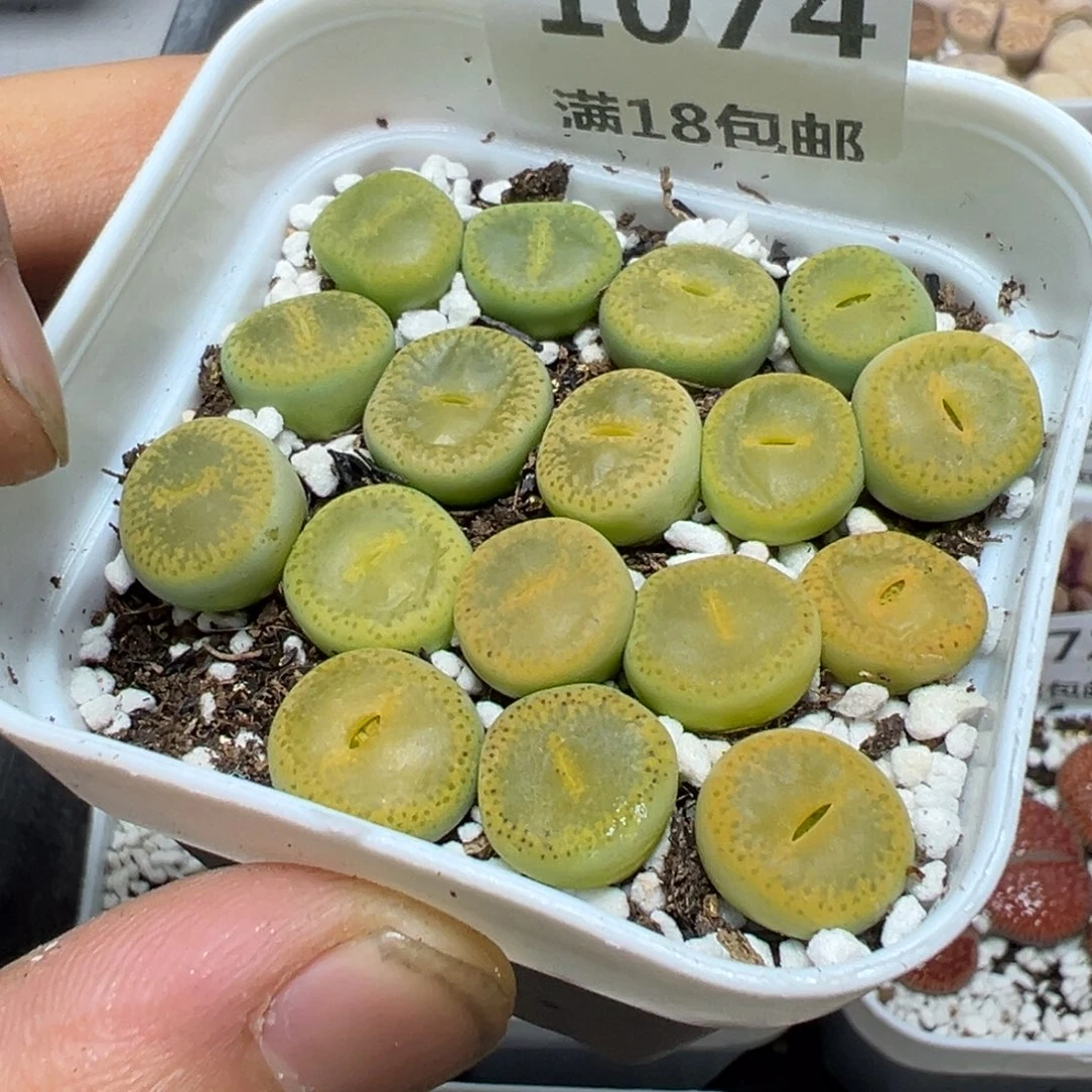 【闪购商品】 1074。