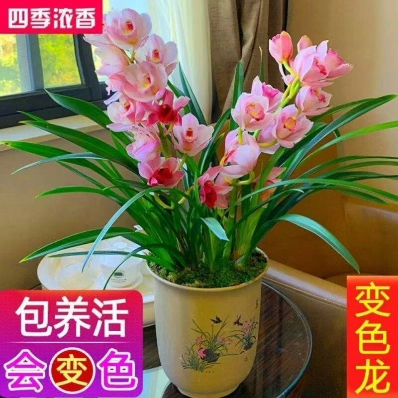 国兰名品【变色龙带5-8支花剑】室内外精品兰花香味浓花期长好养