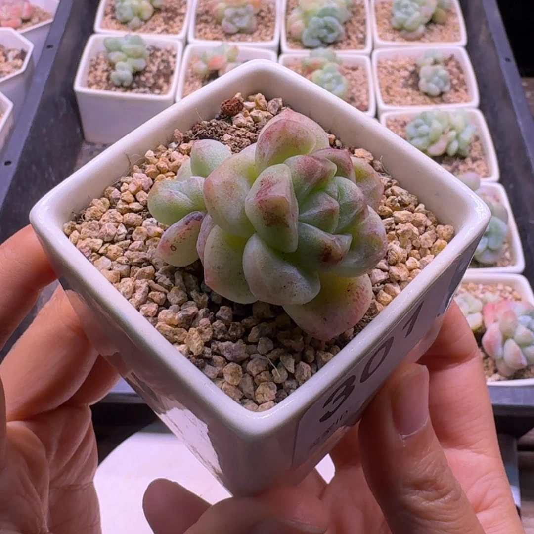 301号冰玉石化带陶瓷盆