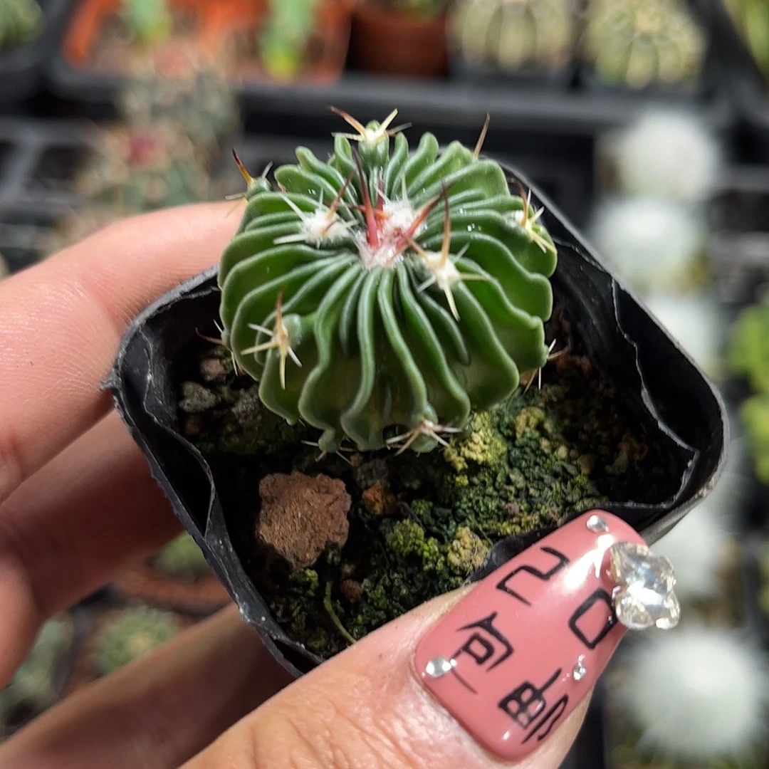 辛巴克单头发货单头