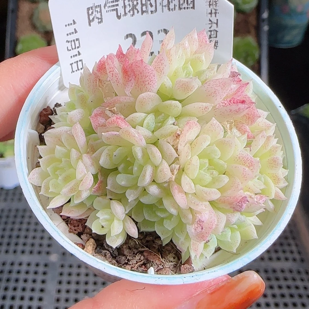 1101-223绝绝23-1麦秆优选不包整