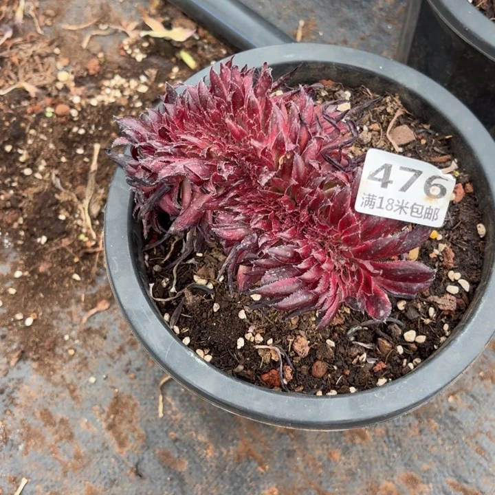 开***心476朱雀缀化诺米多肉法师锦不包侧枝断枝