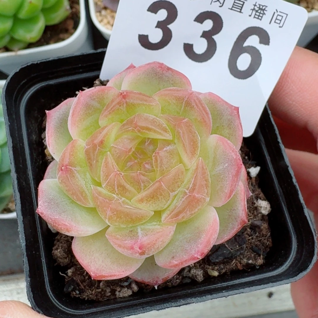 无尽灯            精美多肉植物