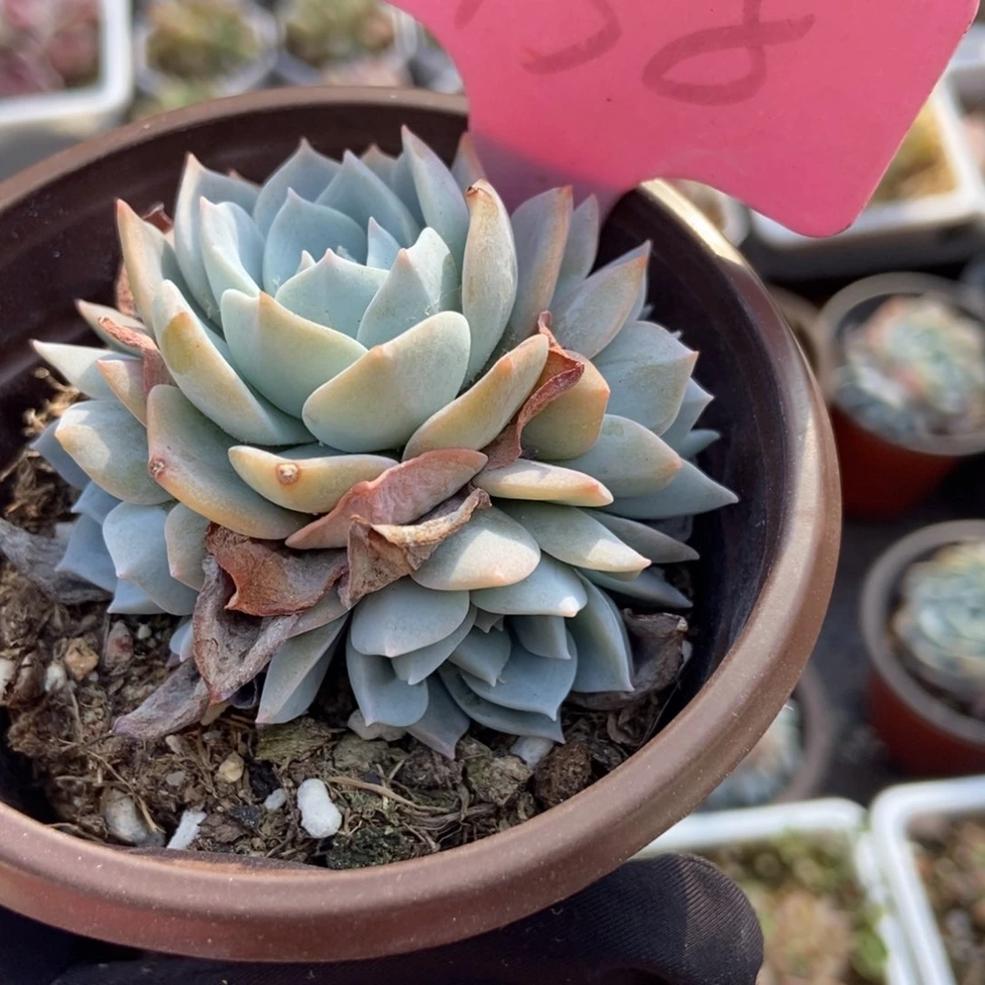 938白茶多肉植物保护