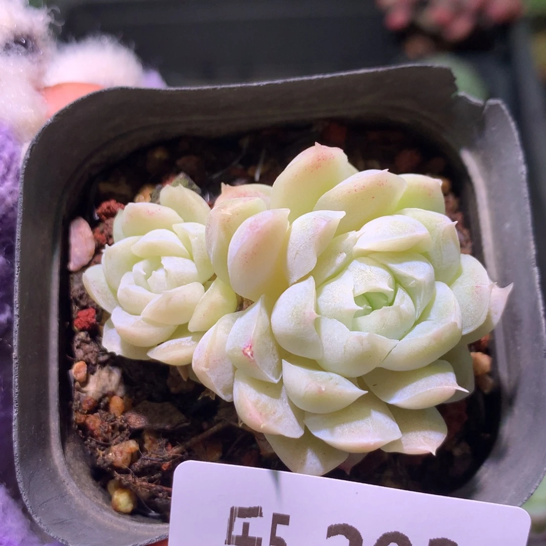 乐然 5-203 白月影