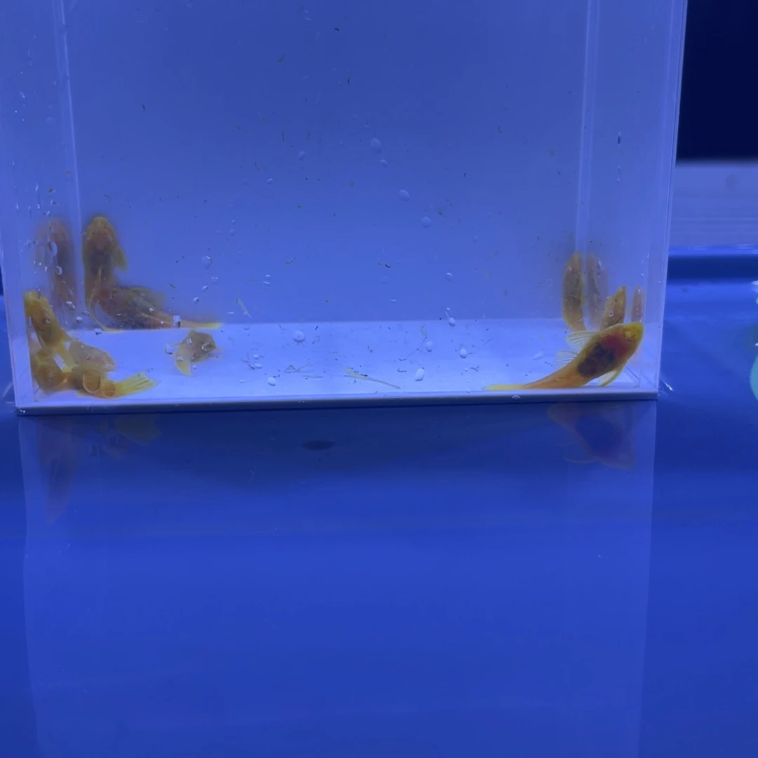 孔雀鱼胡子十条开箱视频报损