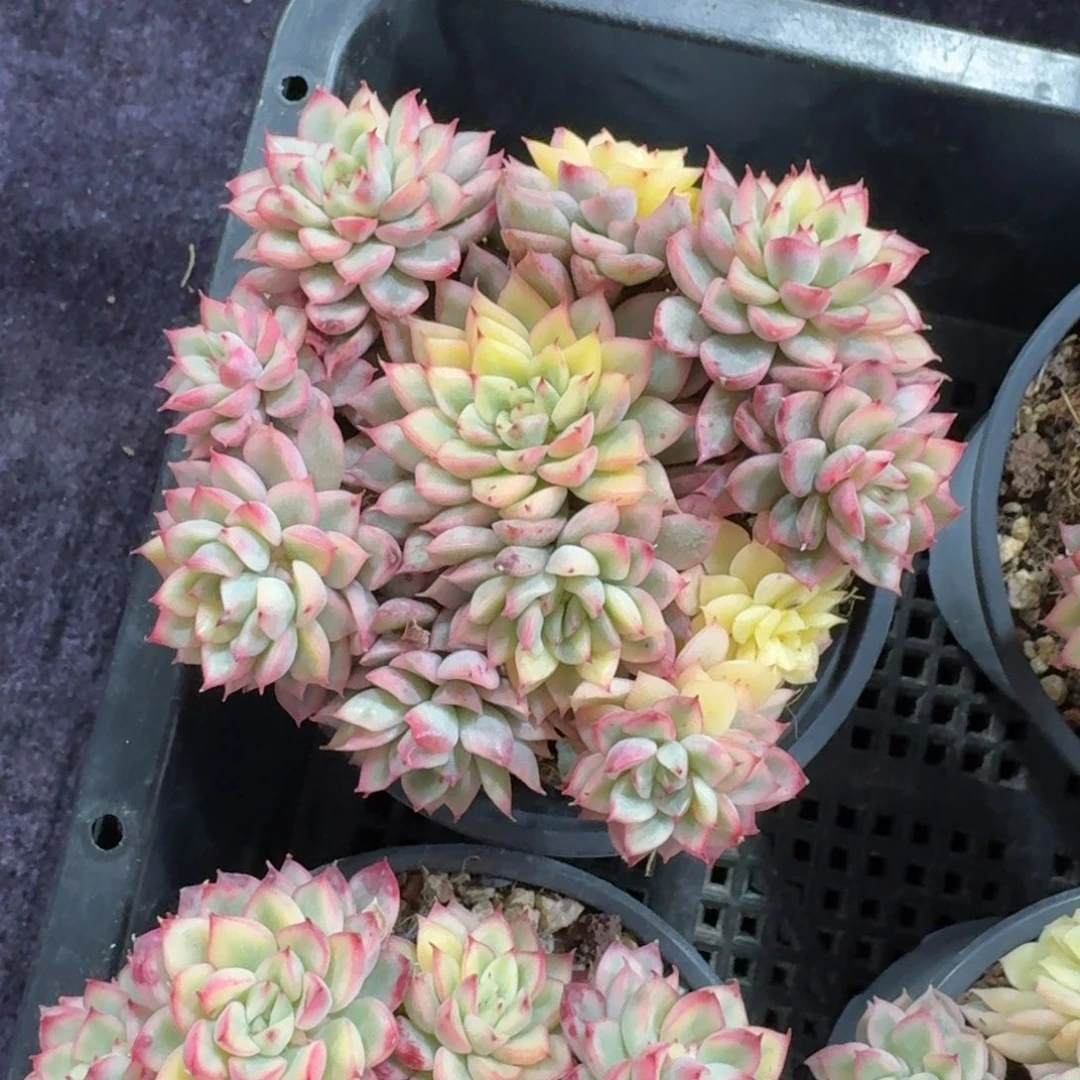 木*10厘米的尺寸一物一拍的