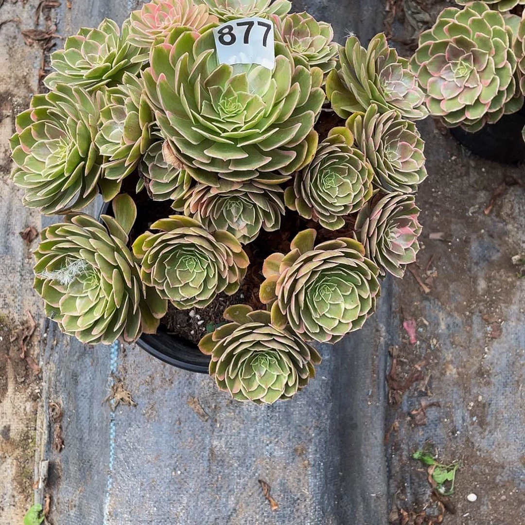 多肉法师877号粉花妖发货不包损