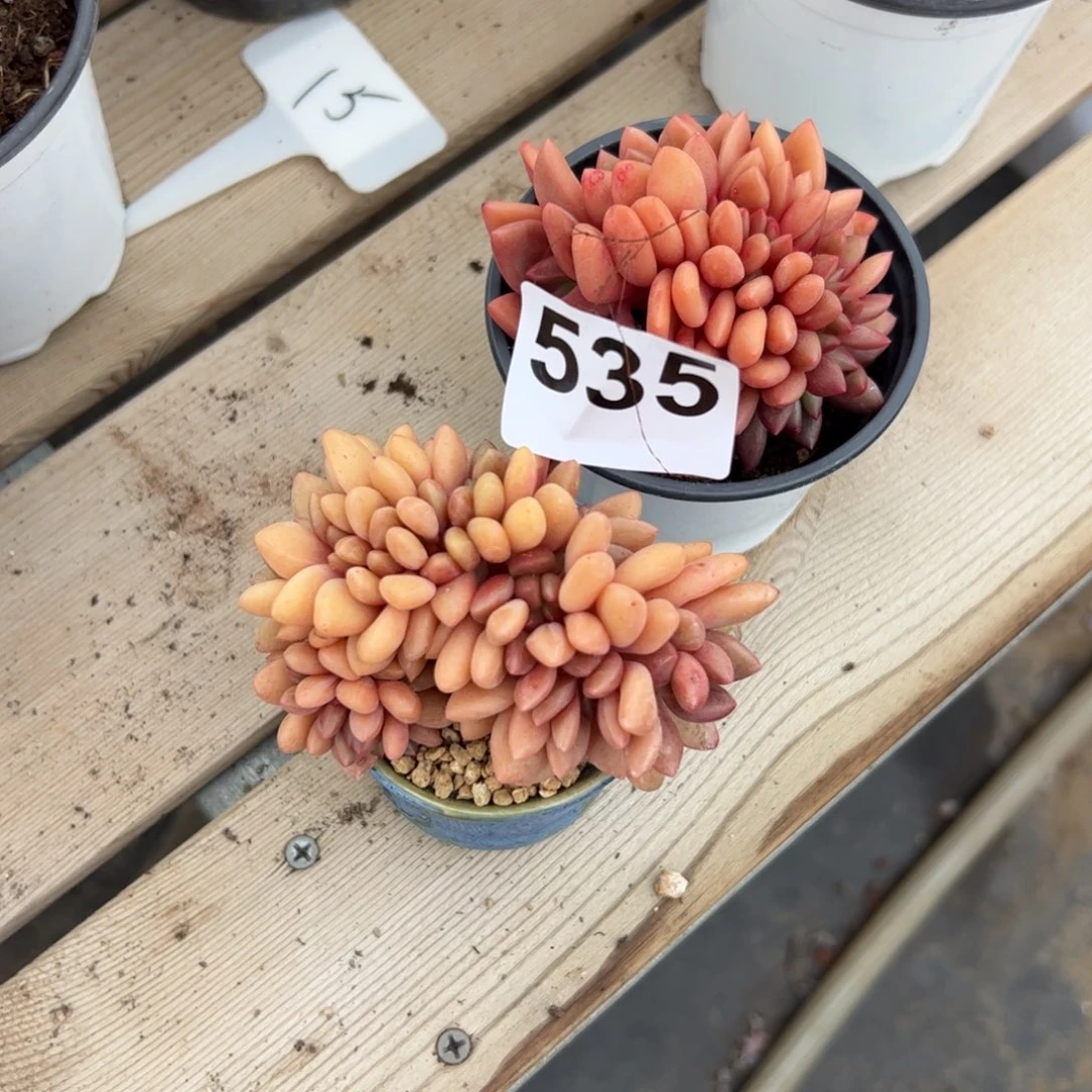 小***瓜535 多肉植物组合盆栽