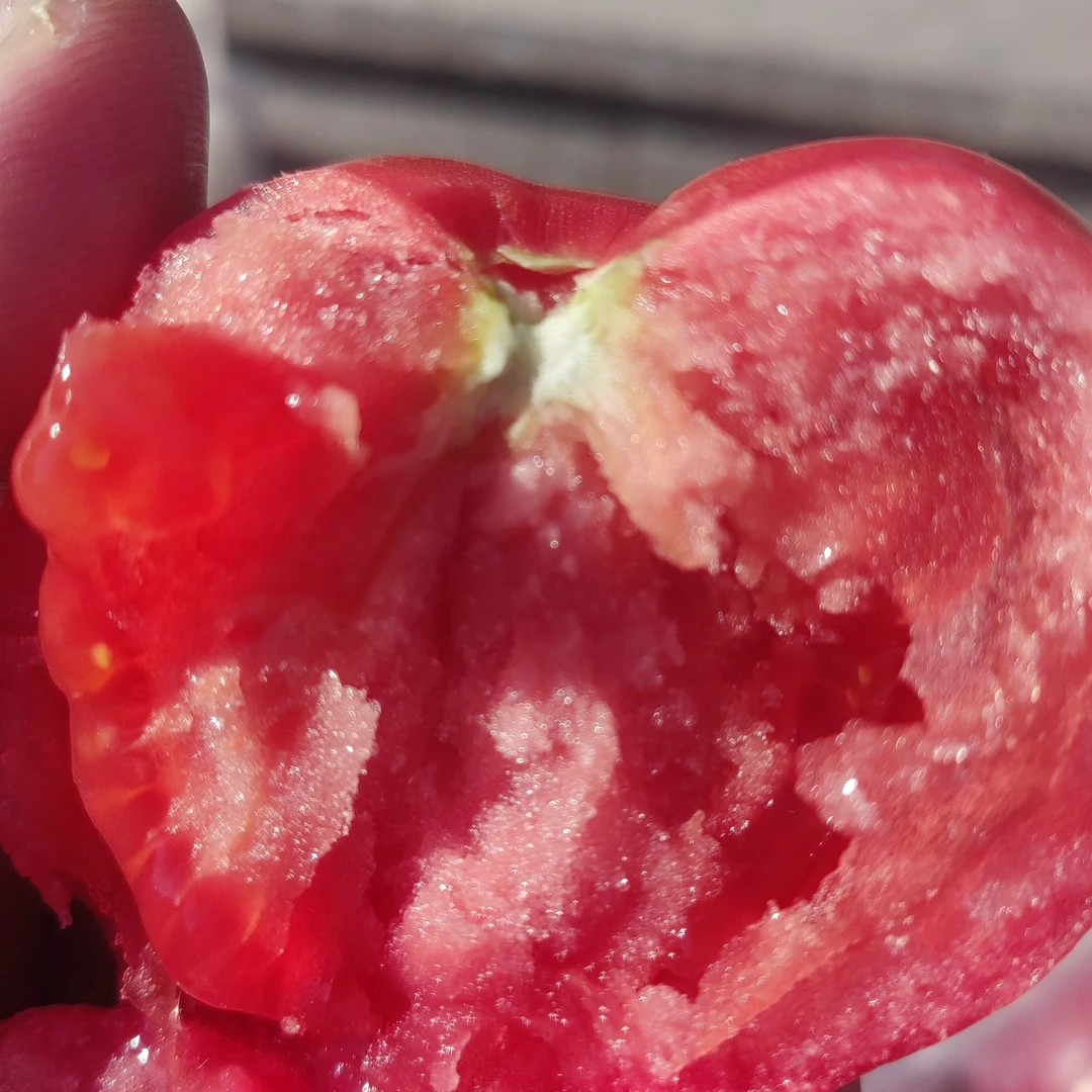 自然成熟沙瓤精选西红柿9.9元三斤配送到家沙瓤西红柿山东省山东省威海市