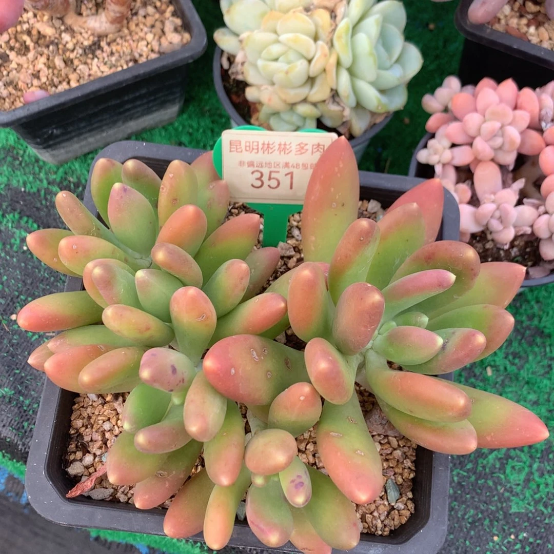 金蝉矮桩平头351