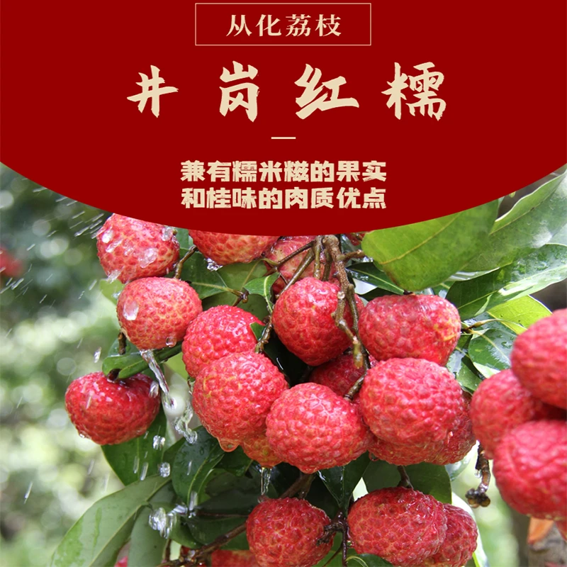 【井岗红糯米糍】10斤装广东从化井岗红糯荔枝老树新鲜现摘现发顺丰