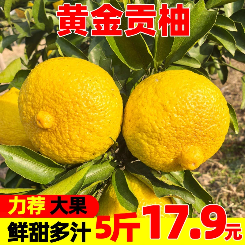 【粉丝补贴】湖南黄金贡柚5斤9斤洪江雪峰柚小柚子新鲜水果香柚甜橘