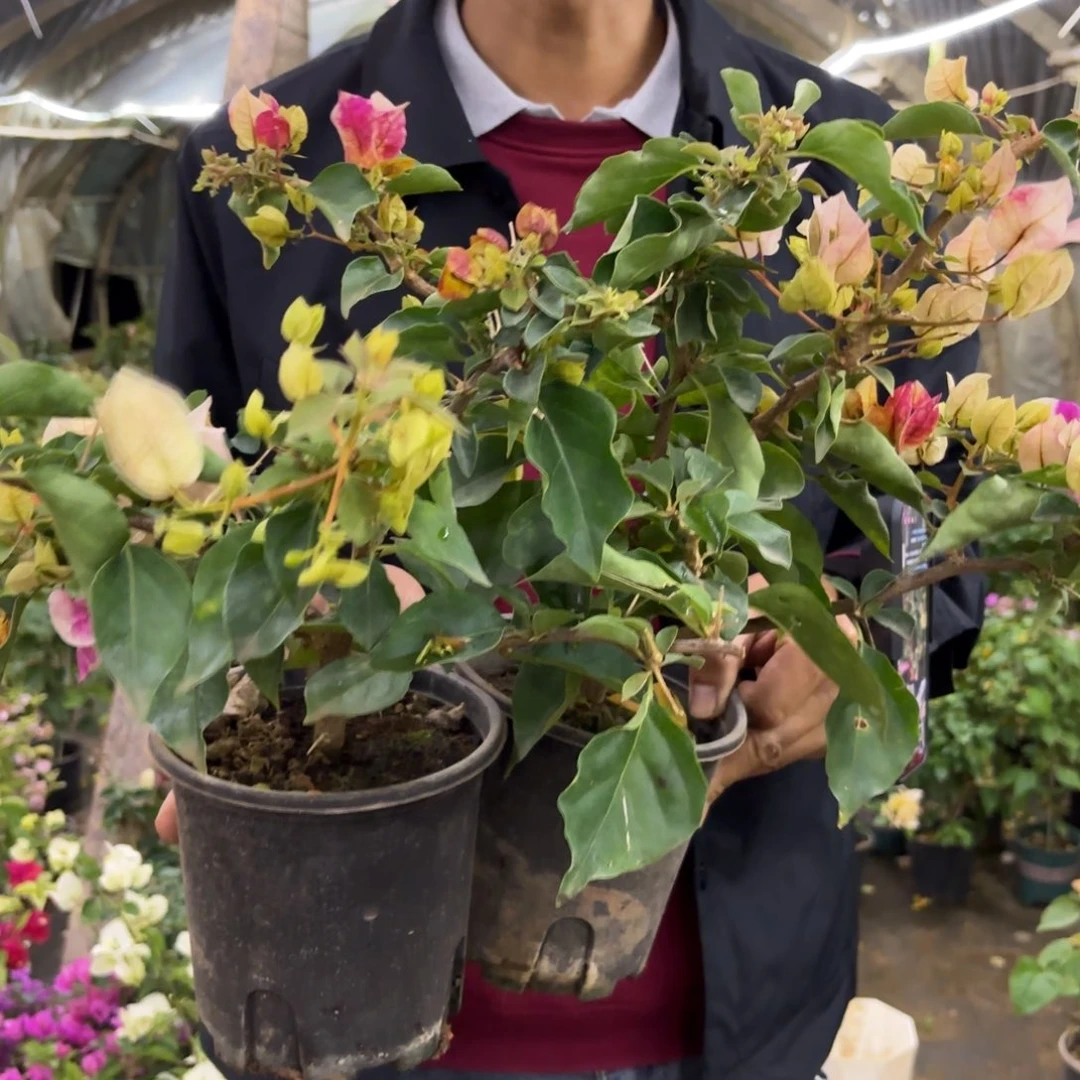 完全开放（娆）三角梅会落花落叶会光杆苗有大有小