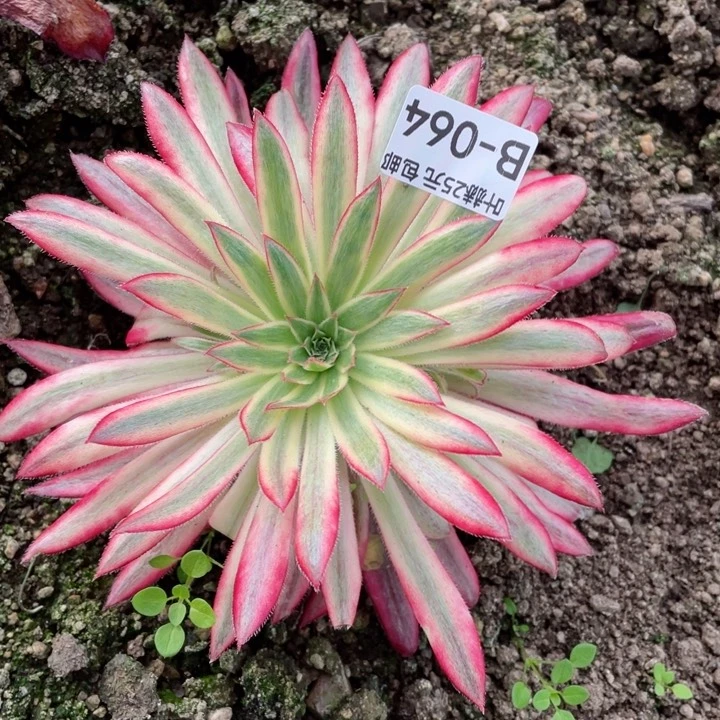 64朱雀多肉12345678