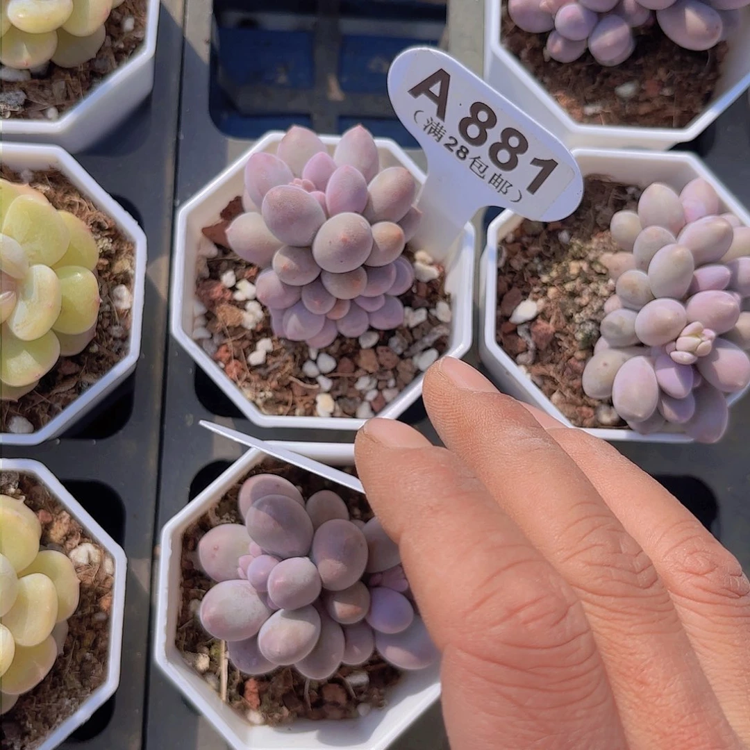 A881汤圆一物一拍