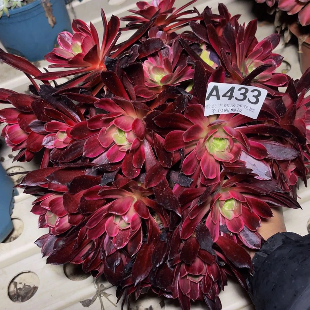 法师法师7-36包邮法师