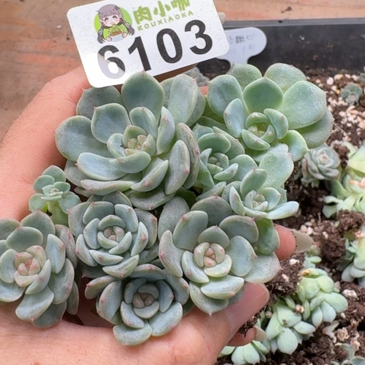 多肉植物多肉植物