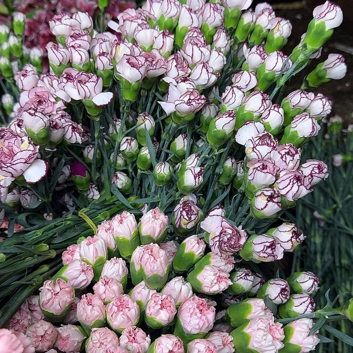 紫粉康乃馨各十枝 多给五枝当损耗