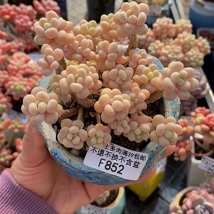 花朵鱼子酱老桩9cm852多肉植物