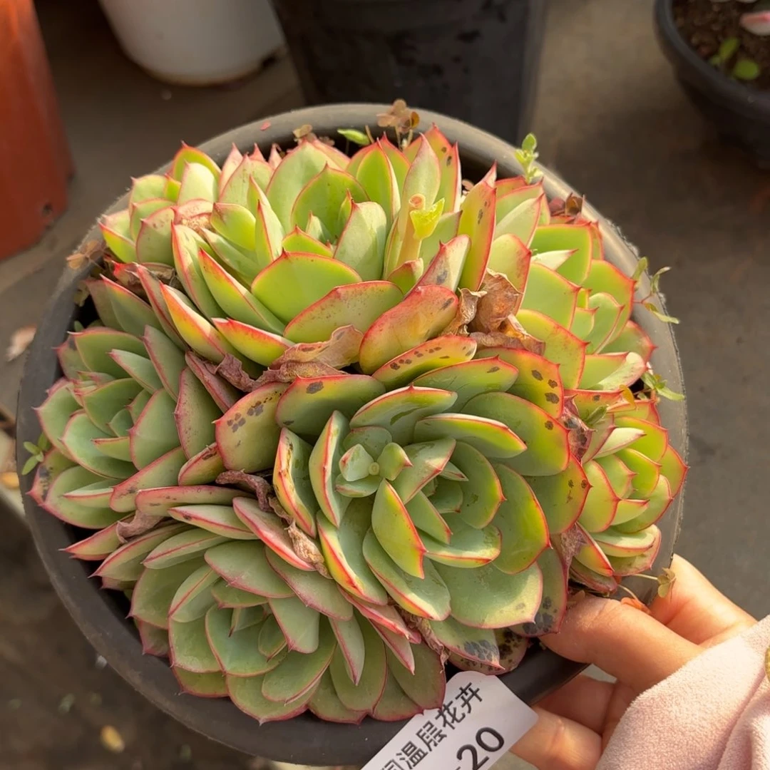 同温层多肉牡丹亭20