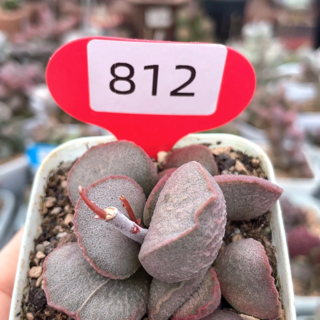 妖姬。     812。