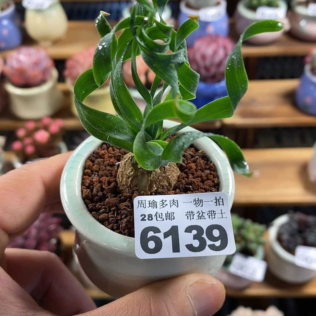 精控多肉植物6139