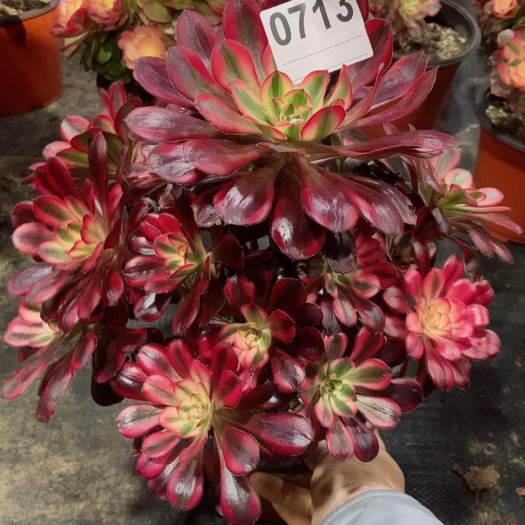 红陶0713香奈儿3多肉