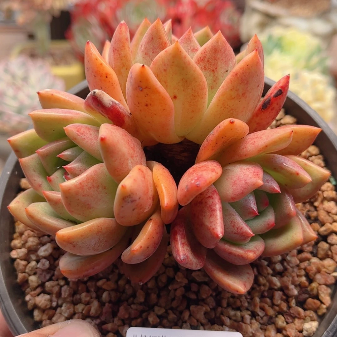 554红酒香槟德华多肉