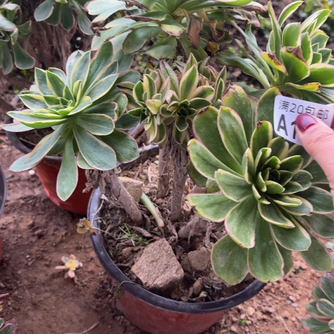 175多肉植物捧花的