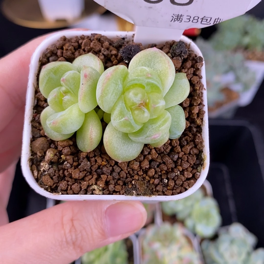 清澄珍妮双头一颗68号
