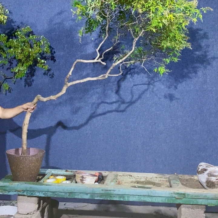 十***三无花朵黄荆盆景绿植高老桩精品