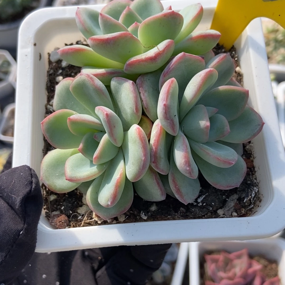 963泡芙多肉植物多肉