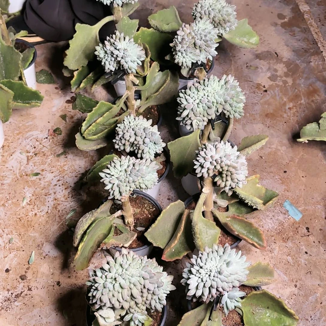 上**痕上官，所罗门缀10个780   肉