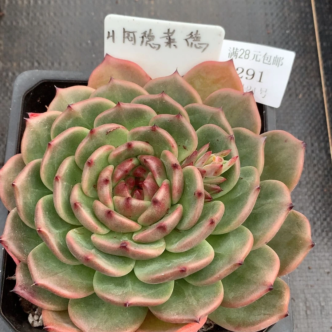 【闪购商品】云291号