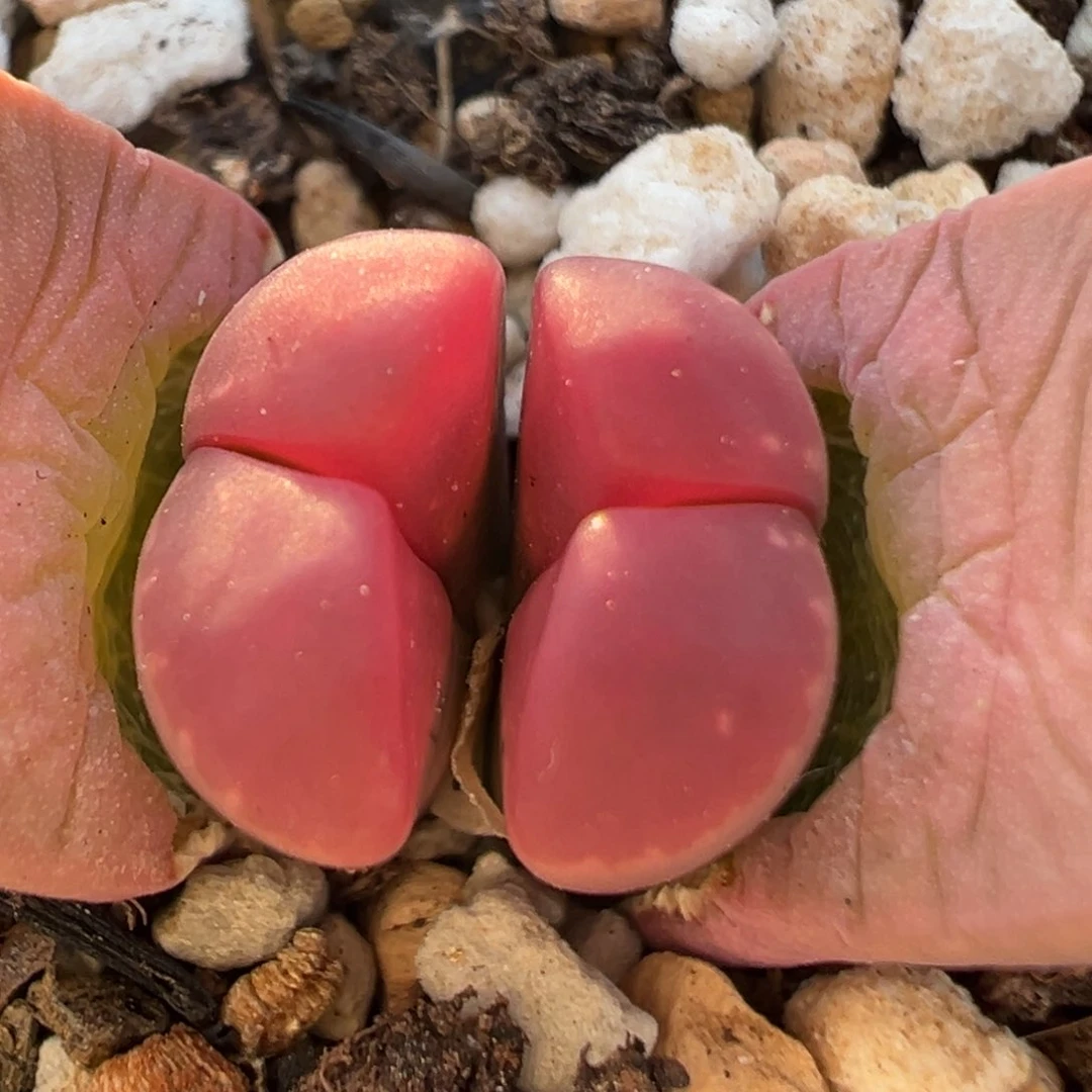 125多肉植物百科知识