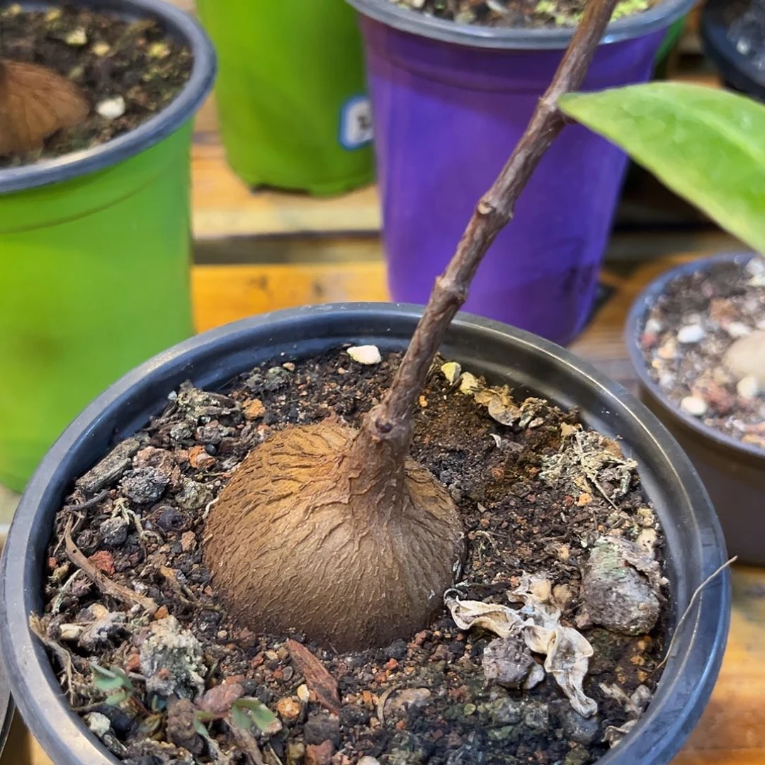 汤圆植物紫背箩魔