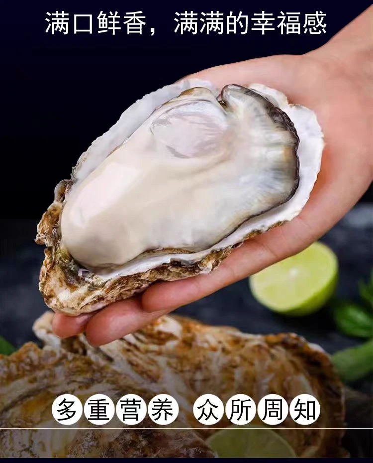 【帝王蚝8X】正宗乳山免洗刺身级金标生蚝5斤送5斤海鲜水产海蛎子