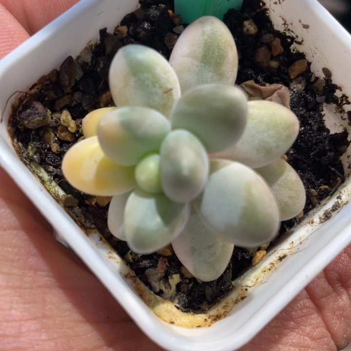 象牙白锦670号的多肉啊啊