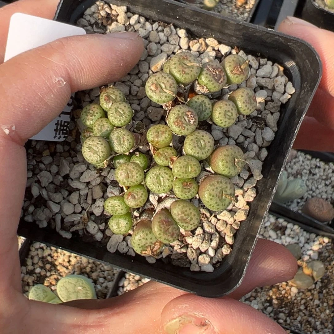 【闪购商品】013……