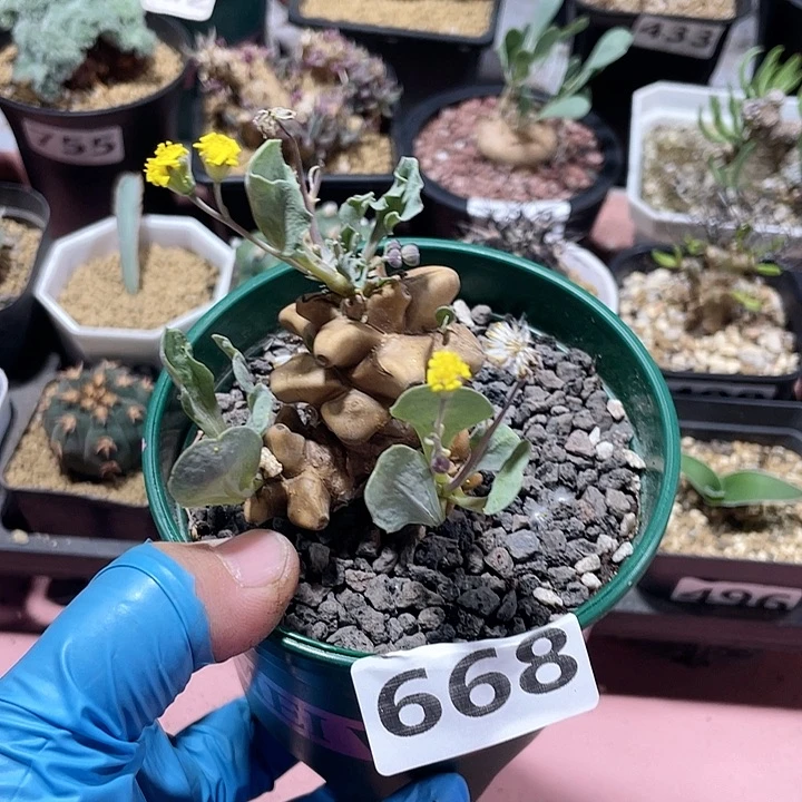 668蛮鬼塔块根植物