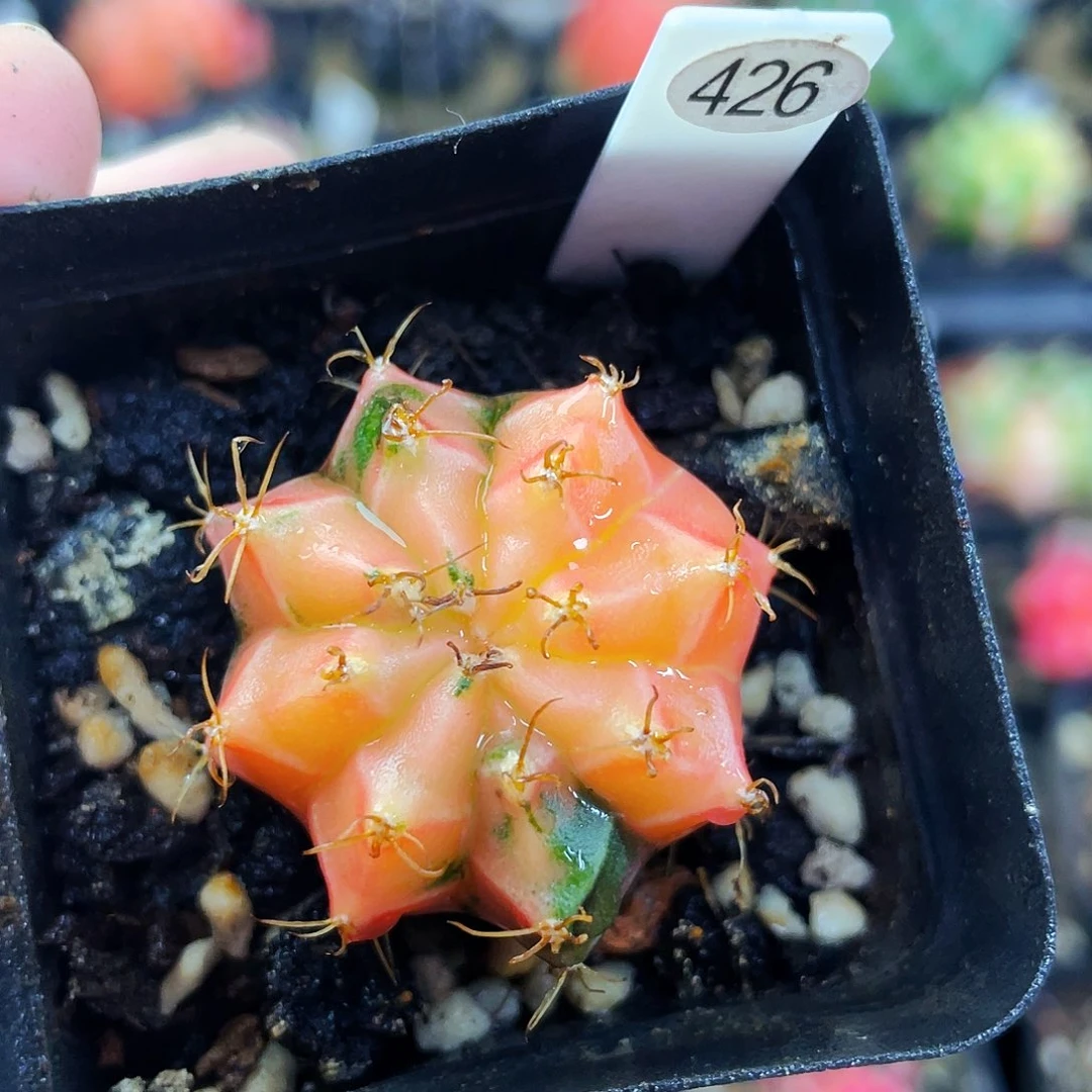 非偏远地区满25包邮仙人球裸根