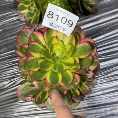 奶白多肉多肉8109